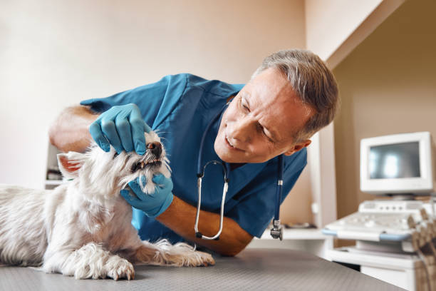 Best Emergency Root Canal Treatment in Big River, CA